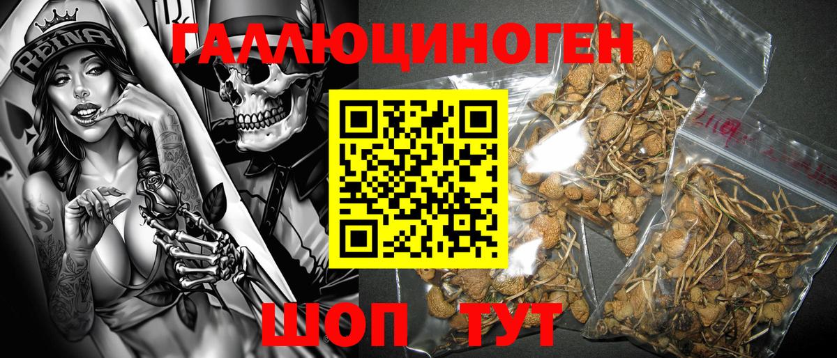 Галлюциногенные грибы Psilocybe Пенза